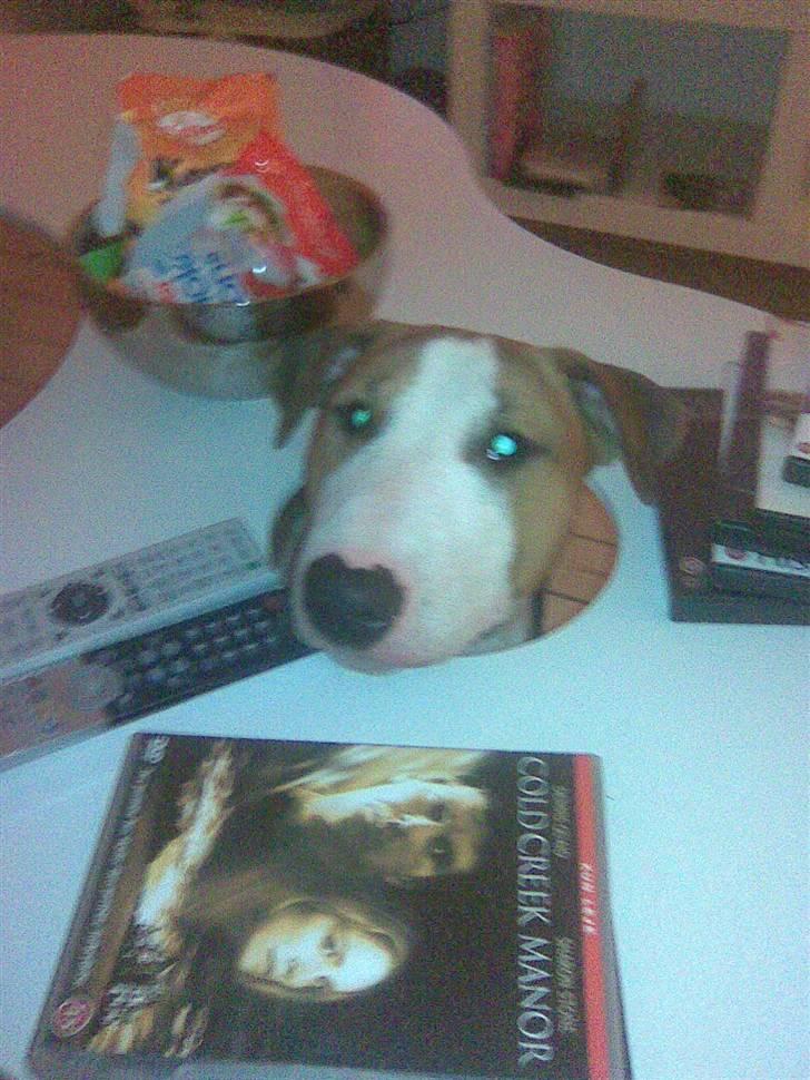 Blanding af racer (bullterrier) Gizmo R.I.P billede 8