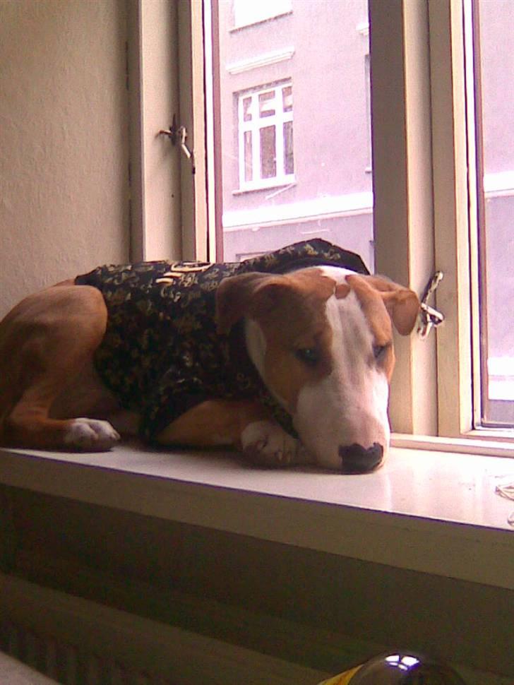 Blanding af racer (bullterrier) Gizmo R.I.P billede 9