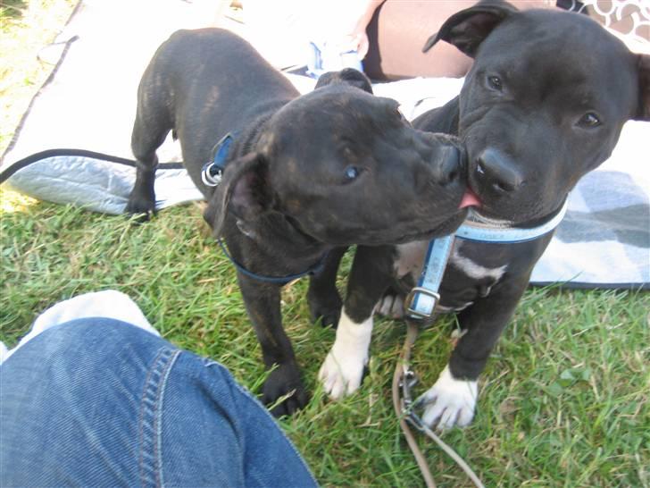 Staffordshire bull terrier Louie - Sbt træf på fyn. med chico billede 17