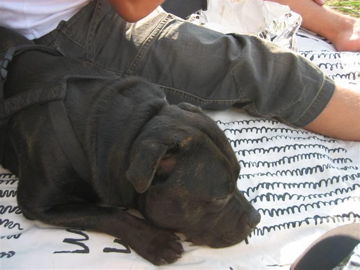 Staffordshire bull terrier Louie - Louie med på strandtur 9.8.09 billede 18