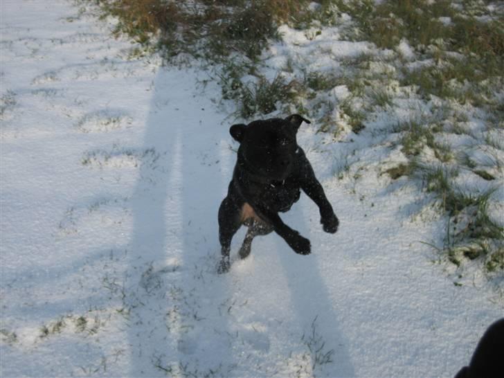 Staffordshire bull terrier Louie - vild med sne billede 20