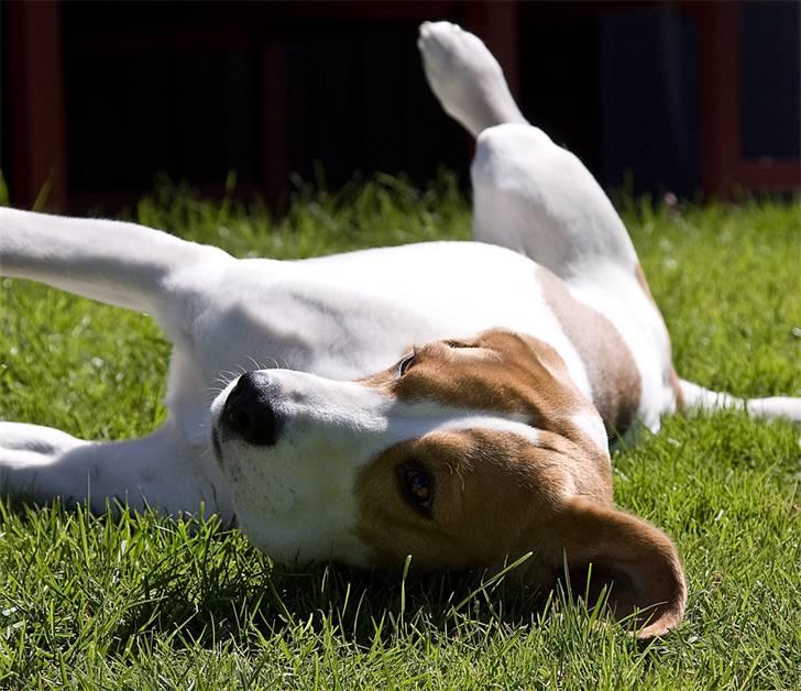 Beagle Mads / Fairytosh Mc. Cafferty - Tilde (sommeren 2010) Fotograf: Jens Hald billede 16