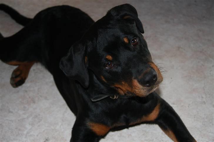 Rottweiler Kita <3 billede 20