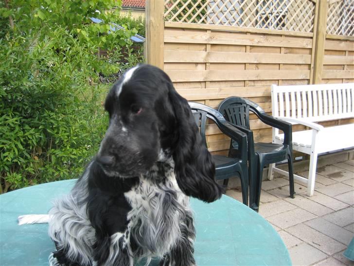 Cocker spaniel Moetly R.I.P billede 11