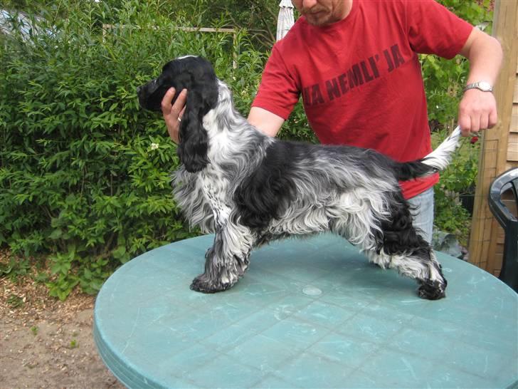 Cocker spaniel Moetly R.I.P - nyklippet billede 12