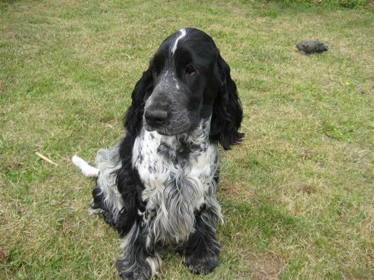 Cocker spaniel Moetly R.I.P billede 13