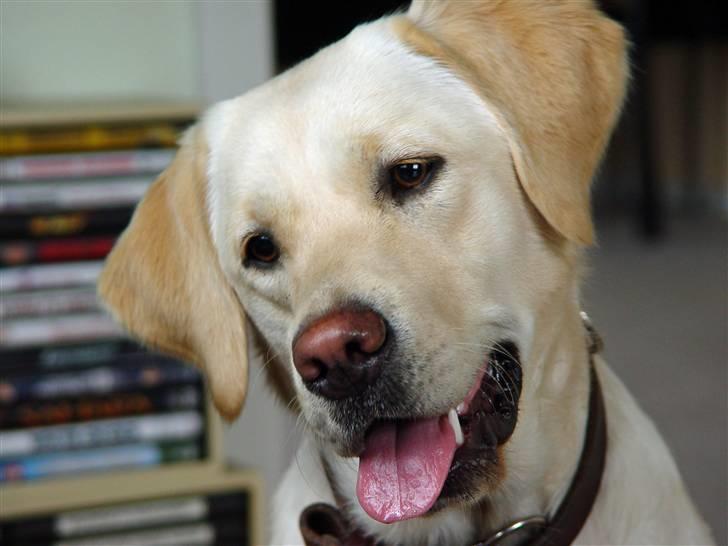 Labrador retriever Aya - hmm, mon det er en bold? billede 1