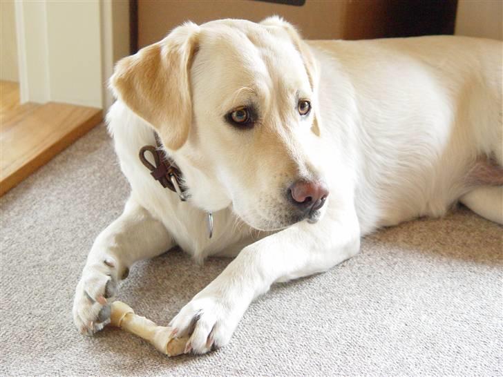 Labrador retriever Aya - Jeg elsker altså bare et ben billede 2
