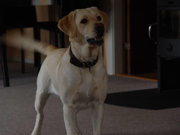 Labrador retriever Aya - Jeg er klar... billede 3