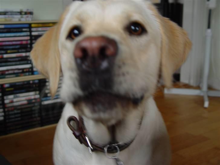 Labrador retriever Aya - Skal du tage billede af mig var???? billede 4