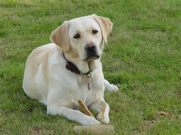 Labrador retriever Aya - Og her ligger jeg så og slapper af i haven... billede 5