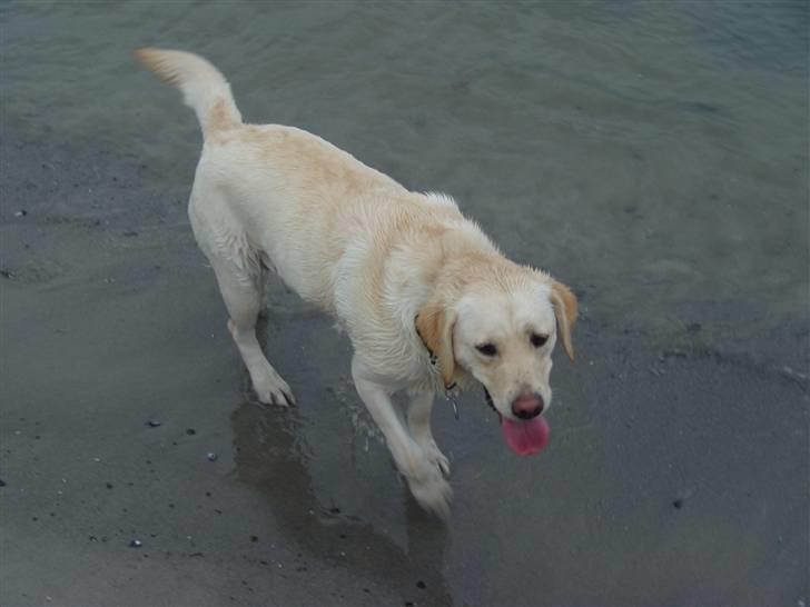 Labrador retriever Aya - Jeg elsker bare vand billede 6