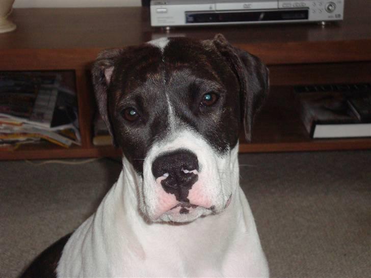 Amerikansk bulldog Cischa (Afrodite) R.I.P Savnet - Cischa 20 uger. (: billede 11