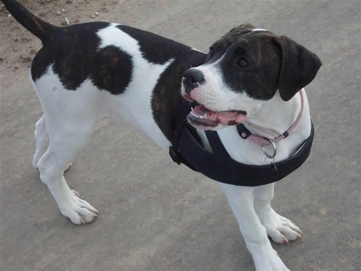 Amerikansk bulldog Cischa (Afrodite) R.I.P Savnet - Cischa 21 uger. ved at være dejlig stor (: billede 12