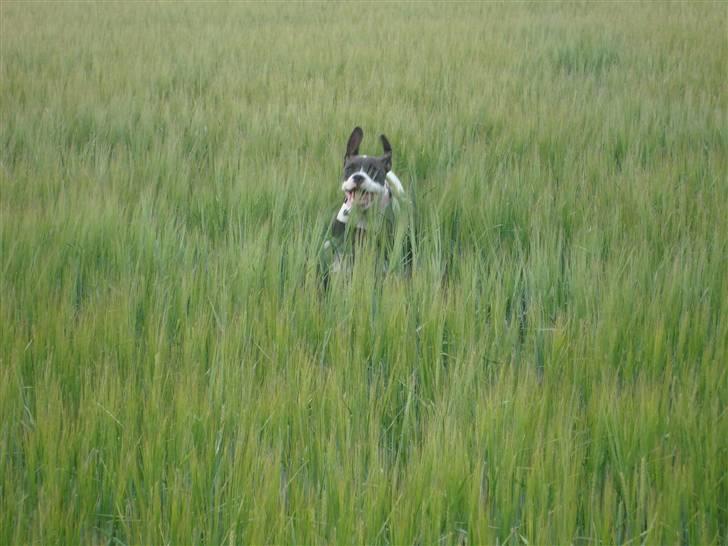 Amerikansk bulldog Cischa (Afrodite) R.I.P Savnet - Cischa 21 uger. (: billede 13