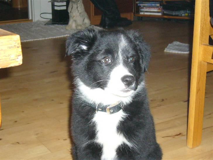 Islandsk fårehund Trico - Trico 8 uger billede 1