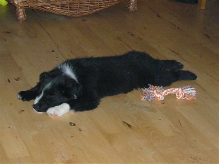 Islandsk fårehund Trico - Trico 9 uger billede 2