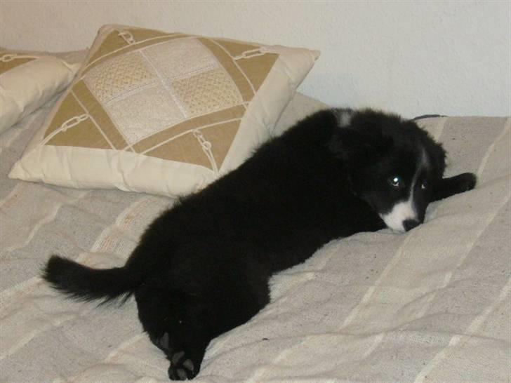 Islandsk fårehund Trico - Trico i mors seng.. 9 uger gammel billede 3