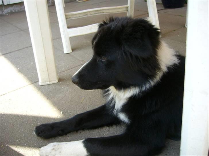 Islandsk fårehund Trico - Trico 8 mdr. billede 4