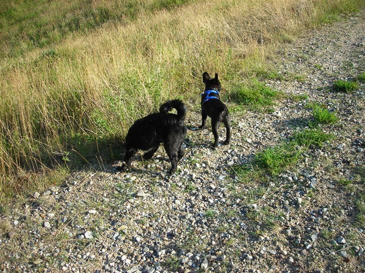 Fransk bulldog Albert *RIP* billede 8