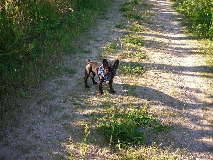 Fransk bulldog Albert *RIP* billede 9