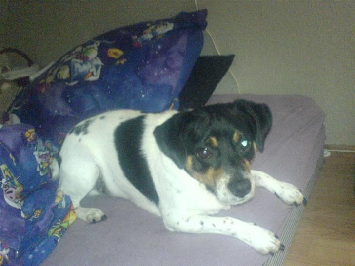 Dansk svensk gaardhund bassil billede 7