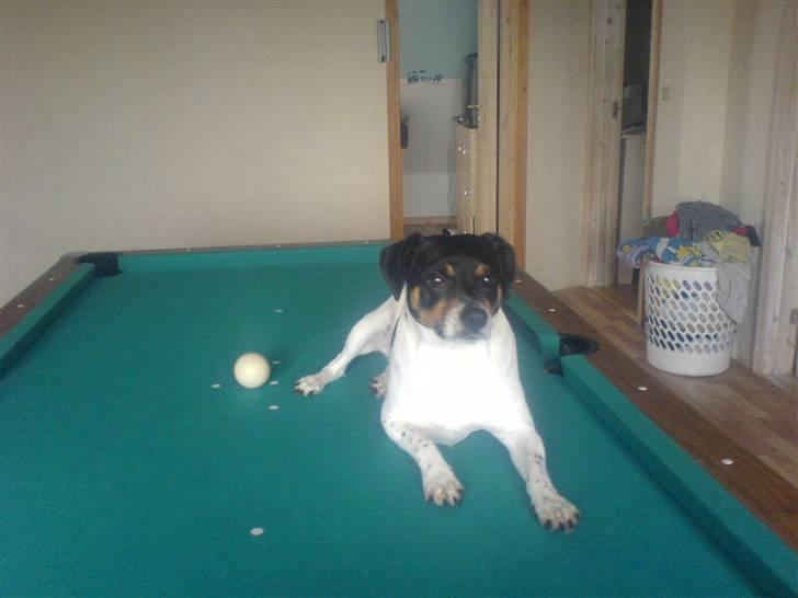 Dansk svensk gaardhund bassil billede 8