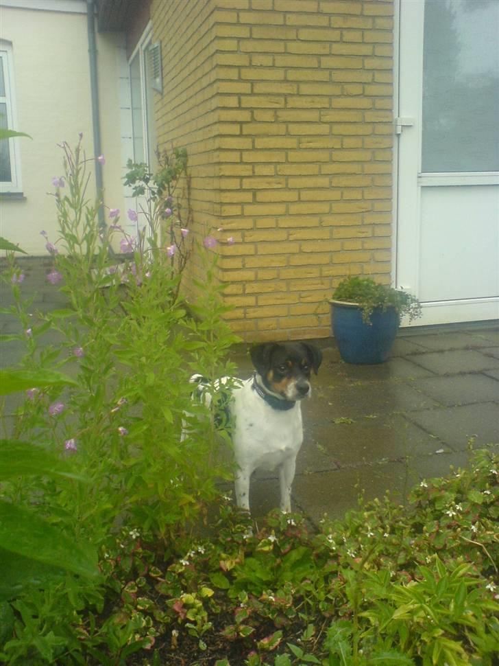 Dansk svensk gaardhund bassil billede 9