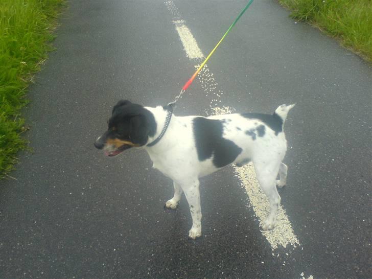 Dansk svensk gaardhund bassil billede 10
