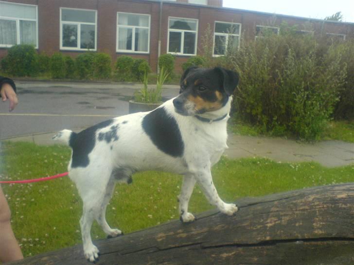 Dansk svensk gaardhund bassil billede 11