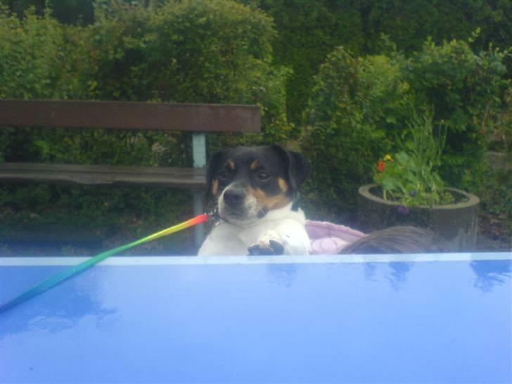 Dansk svensk gaardhund bassil billede 12