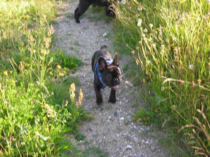 Fransk bulldog Albert *RIP* billede 10