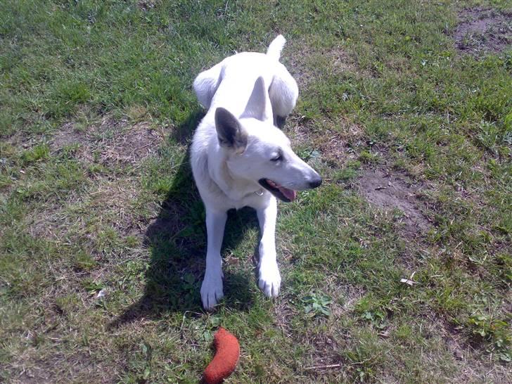 Hvid schæfer Kanto.. billede 2