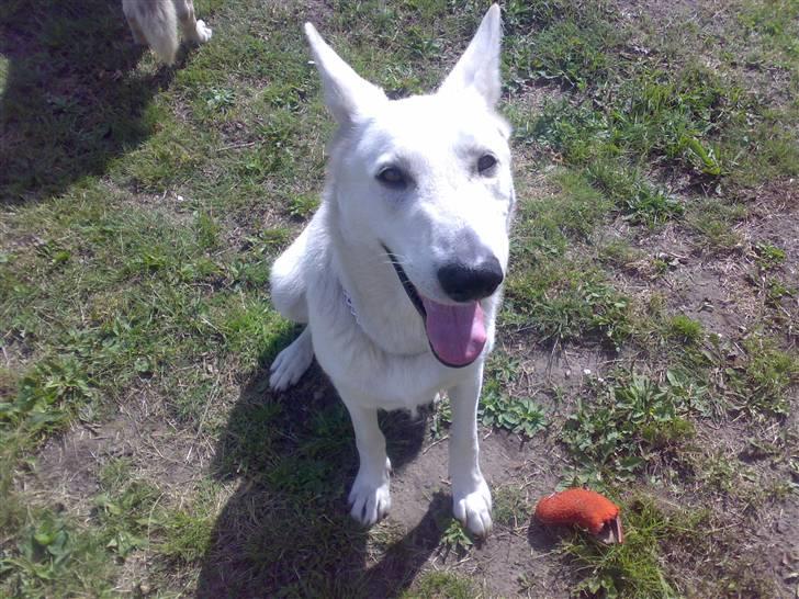 Hvid schæfer Kanto.. billede 3