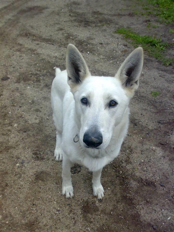 Hvid schæfer Kanto.. billede 4