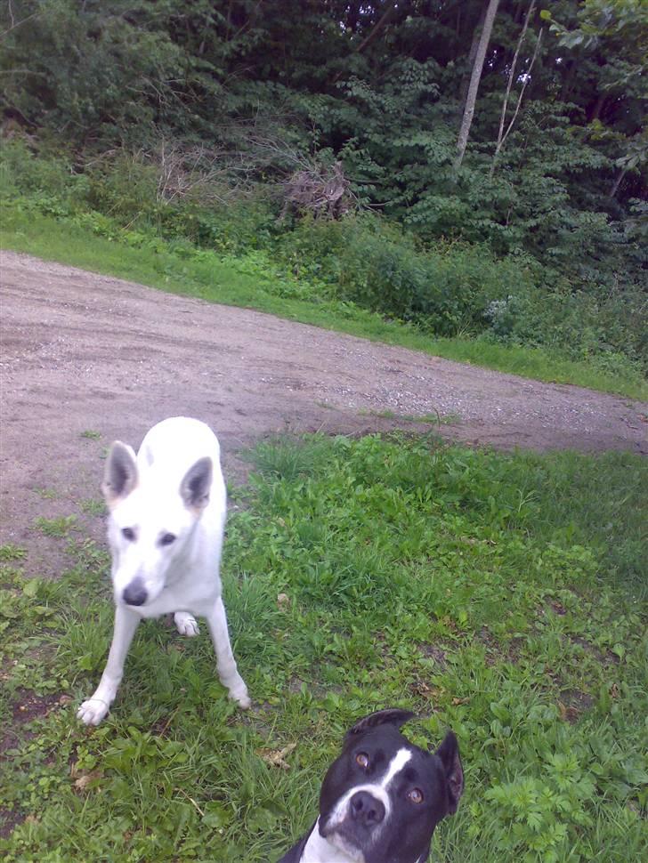 Hvid schæfer Kanto.. billede 5