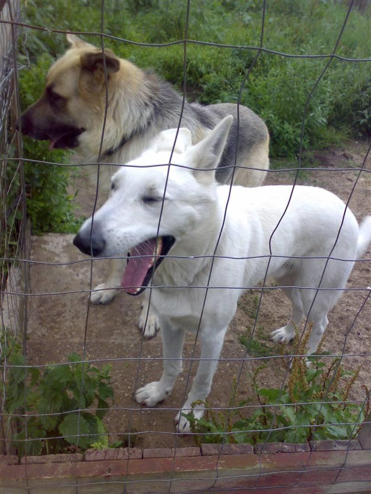 Hvid schæfer Kanto.. billede 6