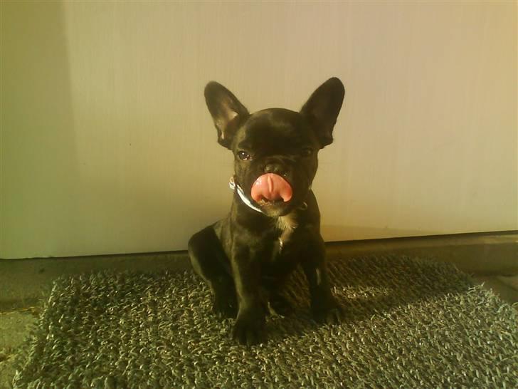 Fransk bulldog Albert *RIP* billede 11