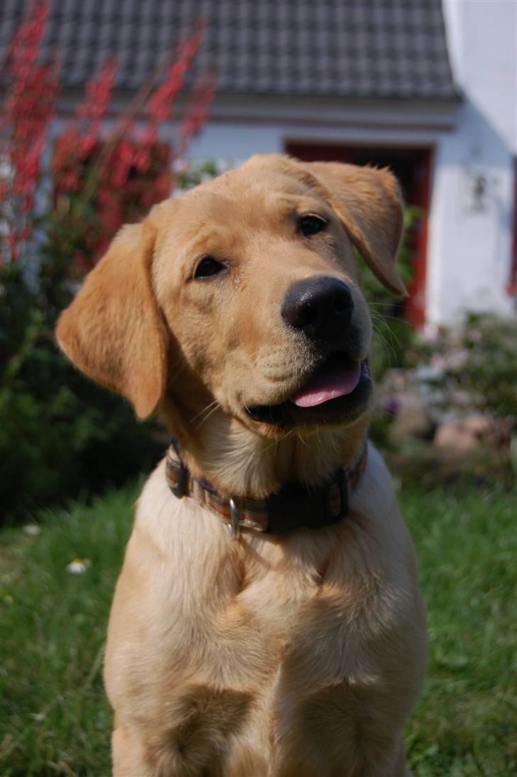Labrador retriever Nordan's Smilla - D. 10 Juli...  billede 1