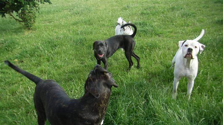 Blanding af racer General Simba *R.I.P* - Simba, Milah, Minnie og Rocky billede 17