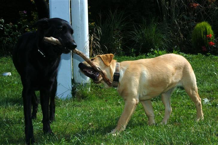 Labrador retriever Nordan's Smilla - D. 10 Juli...  billede 2