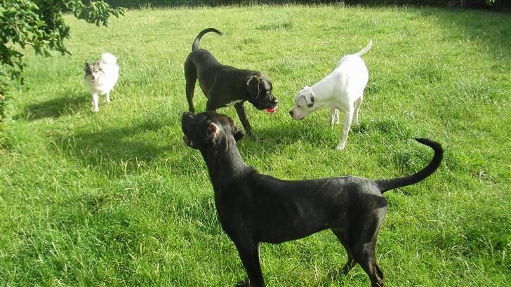 Blanding af racer General Simba *R.I.P* - Milah, Simab, Rocky og Minnie billede 18