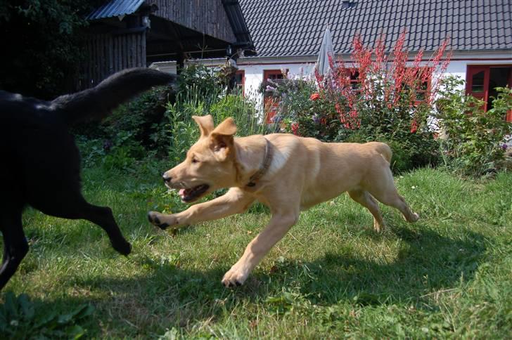 Labrador retriever Nordan's Smilla billede 3