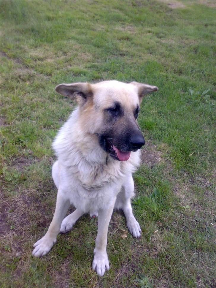 Blanding af racer scooby billede 10