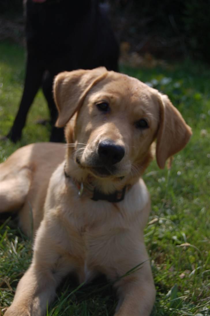 Labrador retriever Nordan's Smilla billede 4