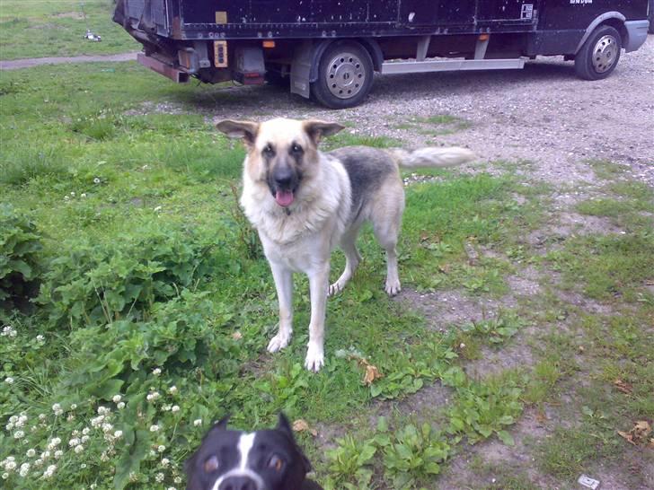 Blanding af racer scooby billede 11