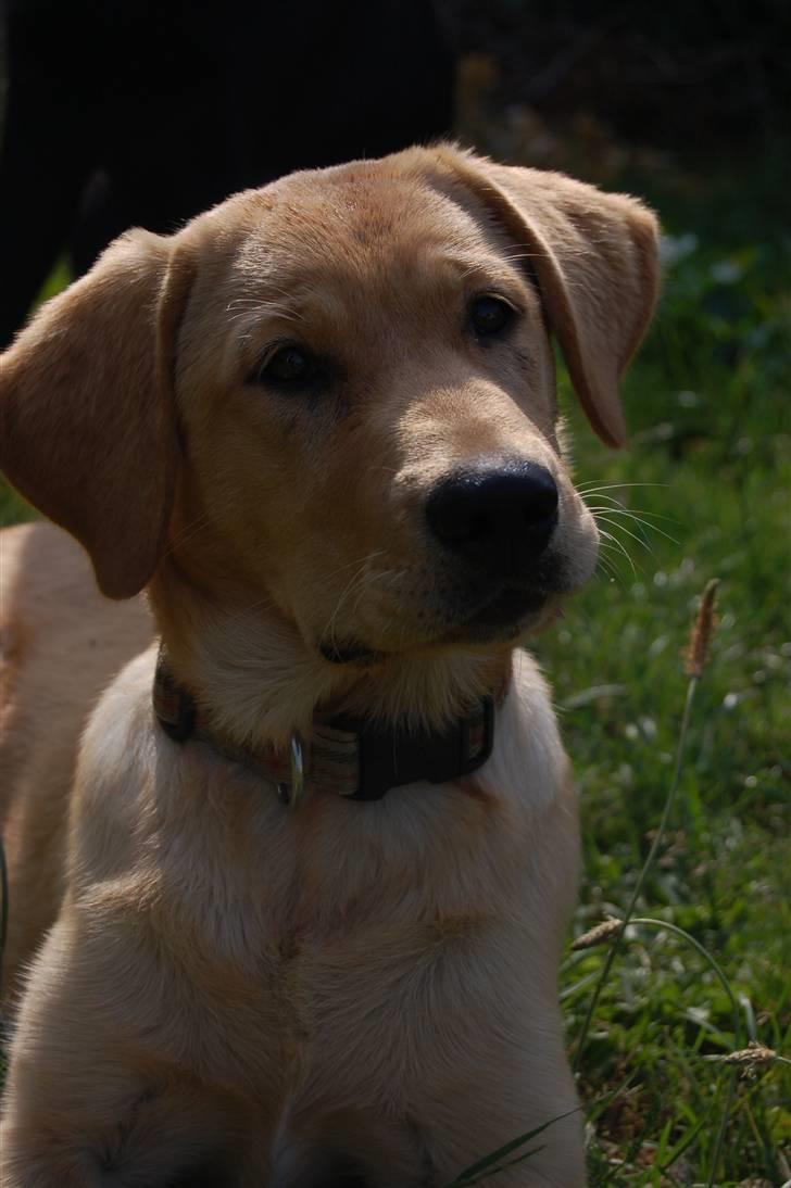 Labrador retriever Nordan's Smilla billede 5