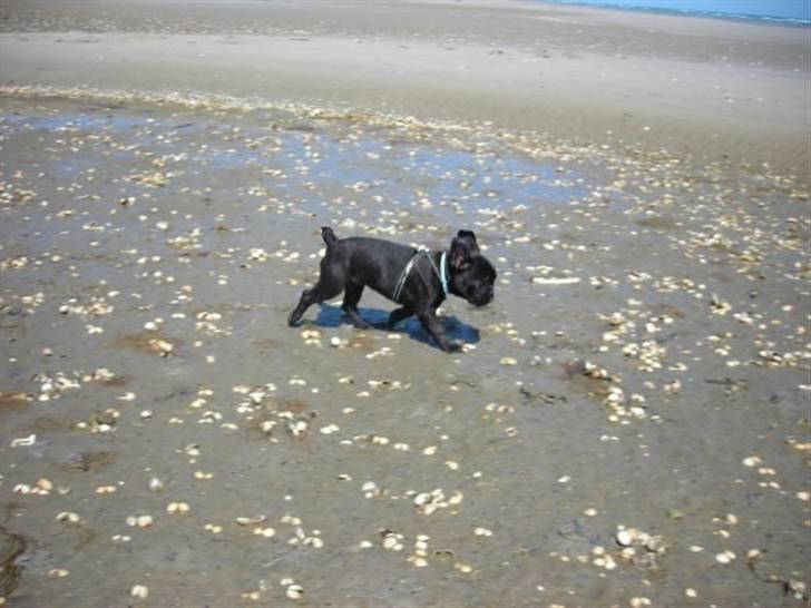 Fransk bulldog Albert *RIP* billede 12