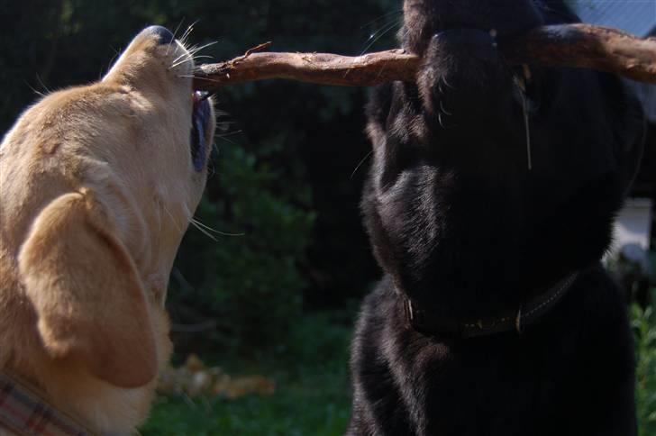 Labrador retriever Nordan's Smilla billede 6