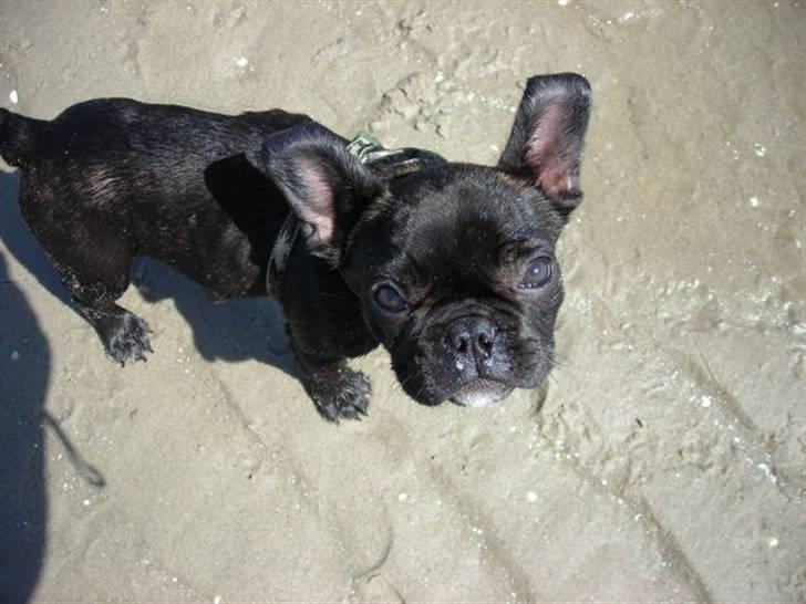 Fransk bulldog Albert *RIP* billede 13